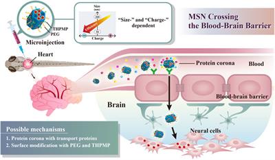 Bridging Size and Charge Effects of Mesoporous Silica Nanoparticles for Crossing the Blood–Brain Barrier